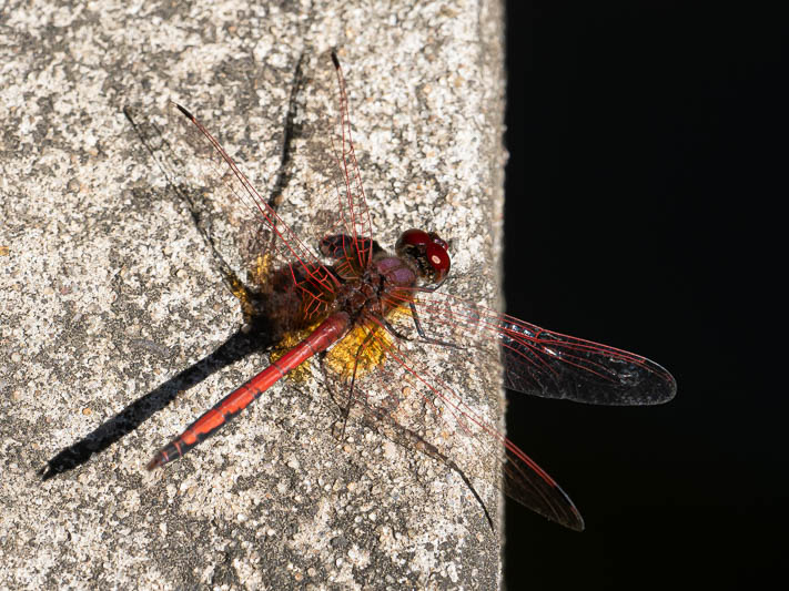 Trithemis arteriosa male (1 of 5).jpg