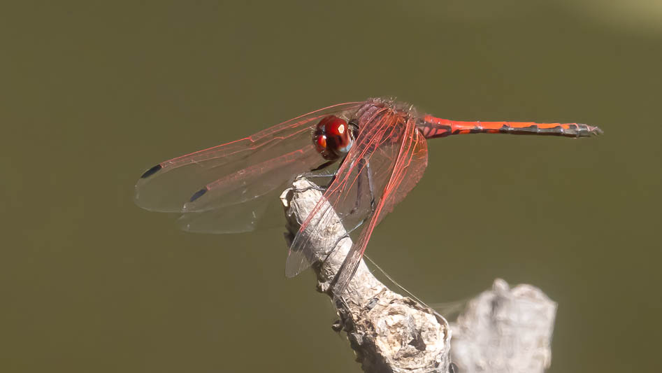 Trithemis arteriosa male (2 of 5).jpg