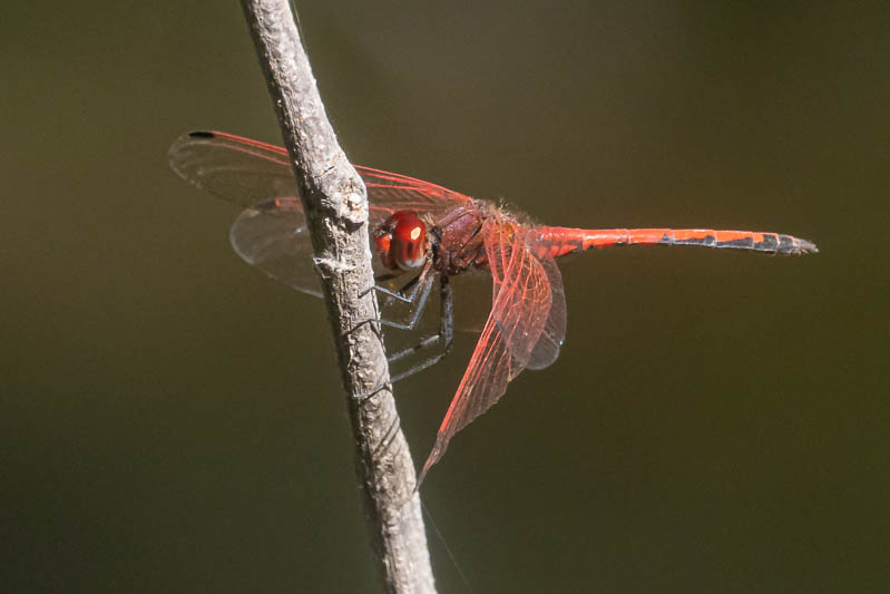 Trithemis arteriosa male (4 of 5).jpg