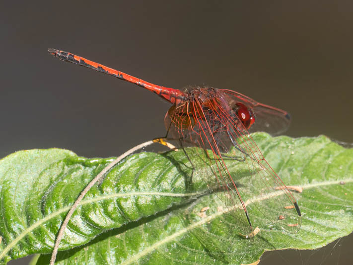 Trithemis arteriosa male (5 of 5).jpg