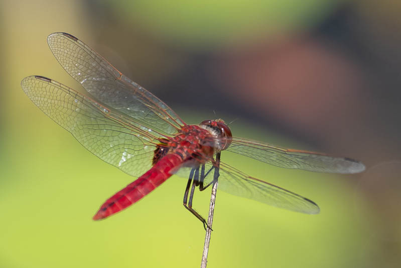 Urothemis aliena male (1 of 4).jpg