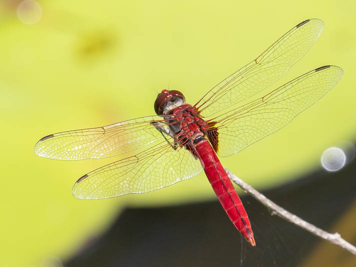 Urothemis aliena male (2 of 4).jpg