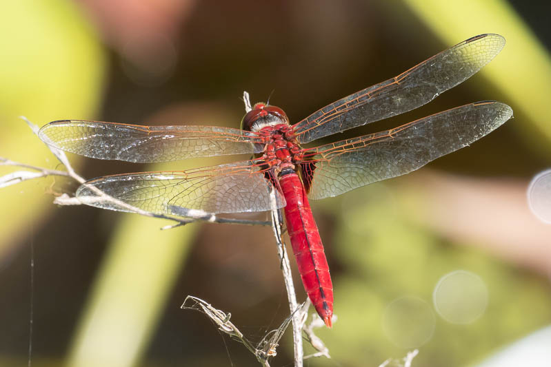 Urothemis aliena male (3 of 4).jpg