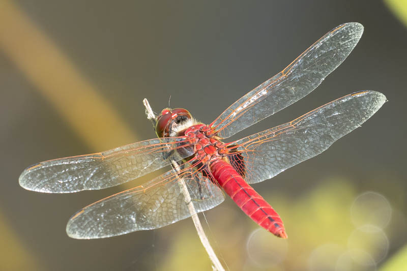 Urothemis aliena male (4 of 4).jpg