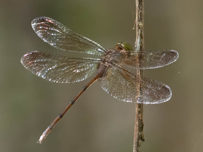 Zyxomma elgneri female (1 of 2).jpg