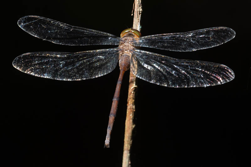 Zyxomma elgneri female (2 of 2).jpg