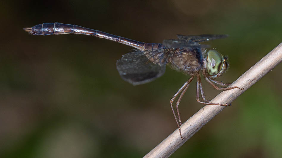 Zyxomma elgneri male (2 of 4).jpg