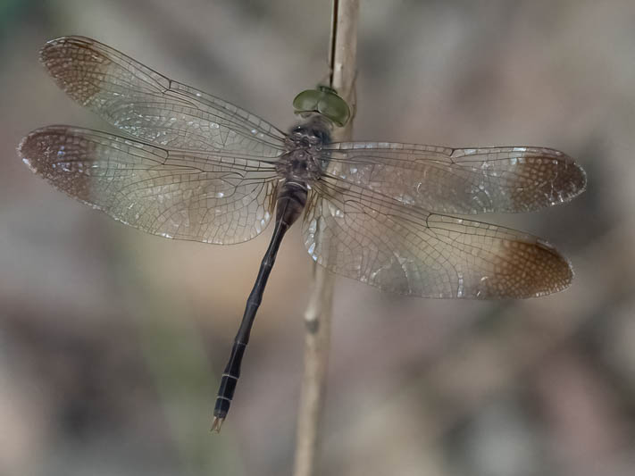 Zyxomma elgneri male (3 of 4).jpg