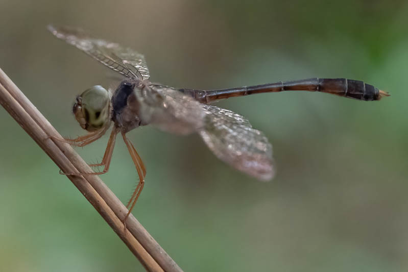 Zyxomma elgneri male (4 of 4).jpg