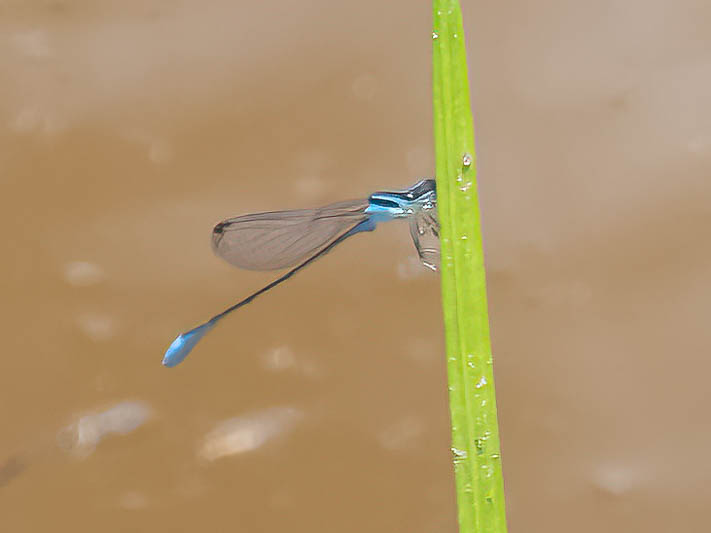 Aciagrion fragile male.jpg