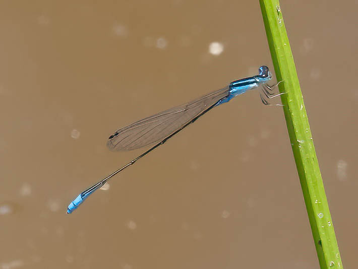 Aciagrion fragile.jpg