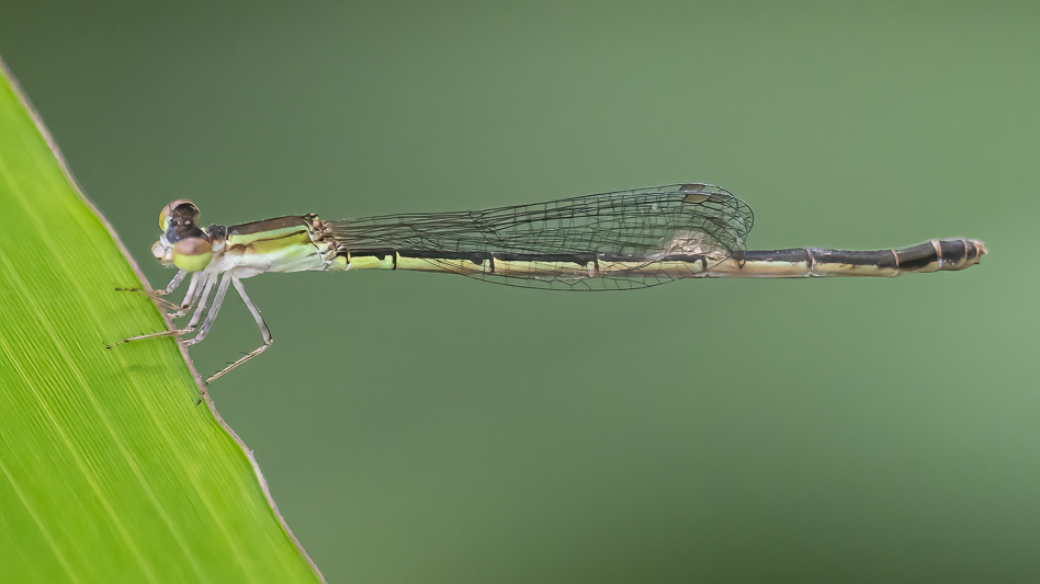 Agriocnemis dobsoni female (1 of 2).jpg