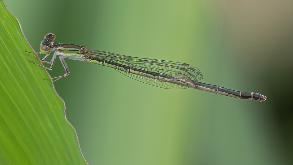 Agriocnemis dobsoni female (2 of 2).jpg