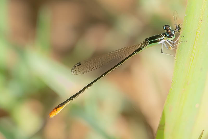 Agriocnemis pygmaea male-1.jpg