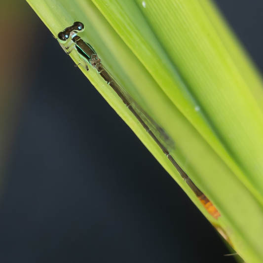 Agriocnemis pygmaea male-2.jpg