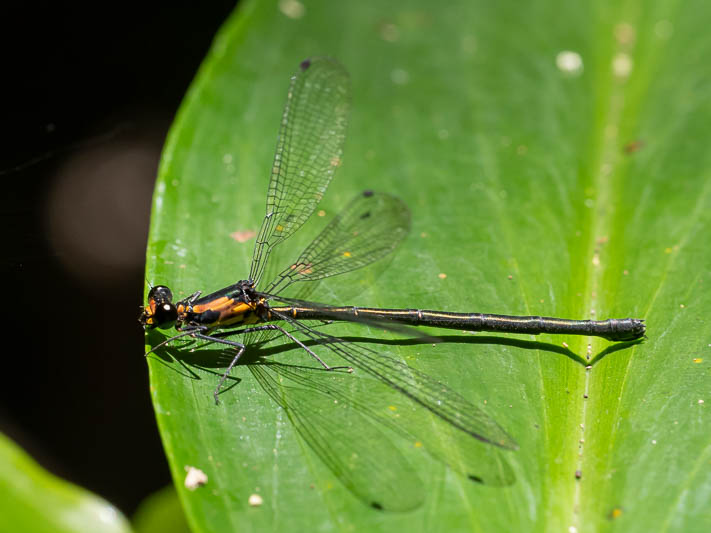 Austroargiolestes aureus female-1.jpg