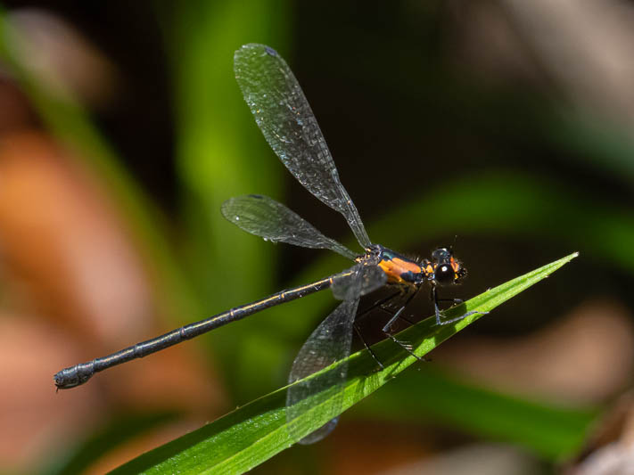 Austroargiolestes aureus female-2.jpg