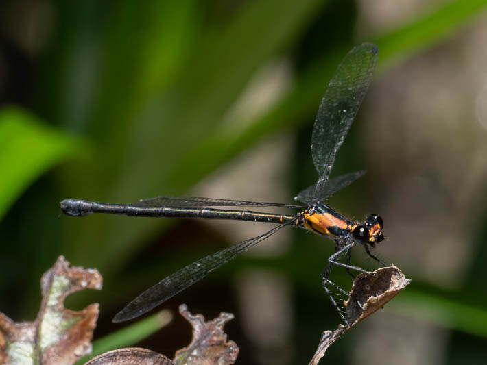 Austroargiolestes aureus female-3.jpg