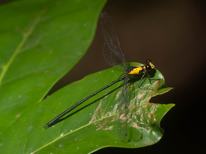 Austroargiolestes aureus male-1.jpg