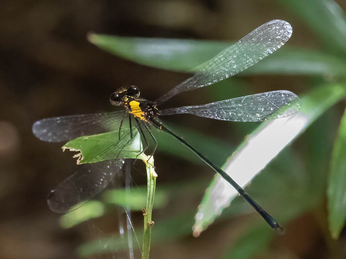 Austroargiolestes aureus male-2.jpg