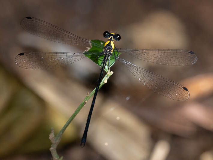 Austroargiolestes aureus male-3.jpg