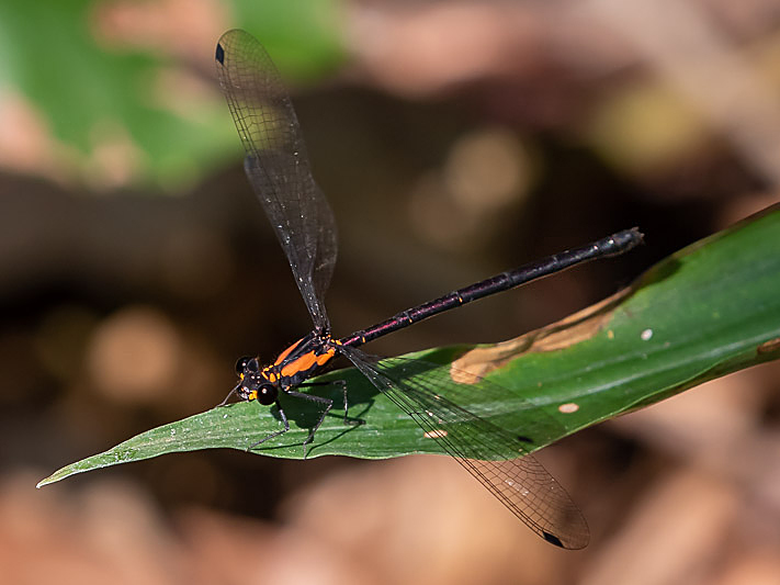 Austroargiolestes chrysoides female-1912.jpg