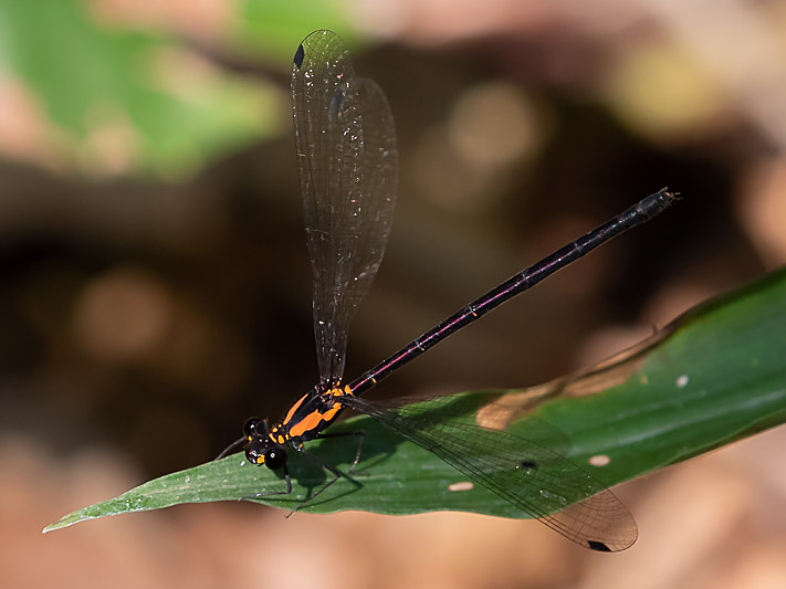 Austroargiolestes chrysoides female-1915.jpg