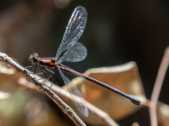 Austroargiolestes chrysoides female-3394.jpg