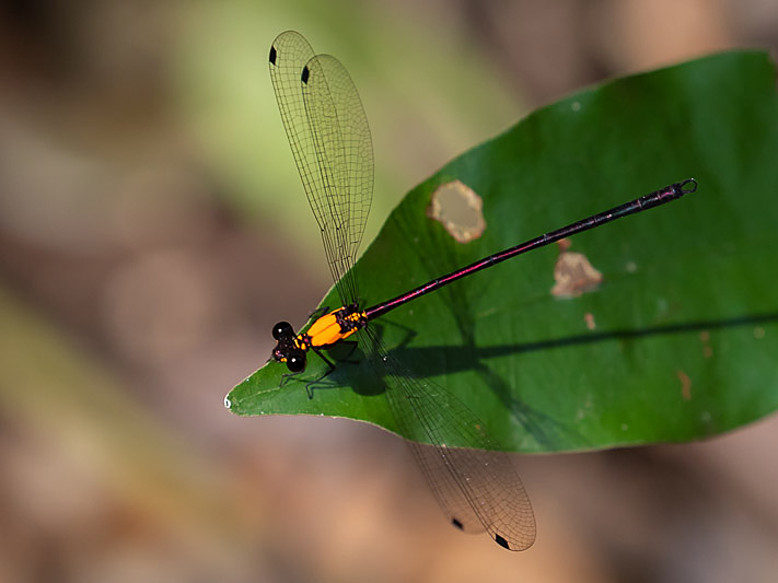 Austroargiolestes chrysoides male-1919.jpg