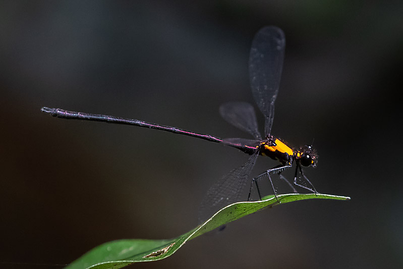 Austroargiolestes chrysoides male-1926.jpg