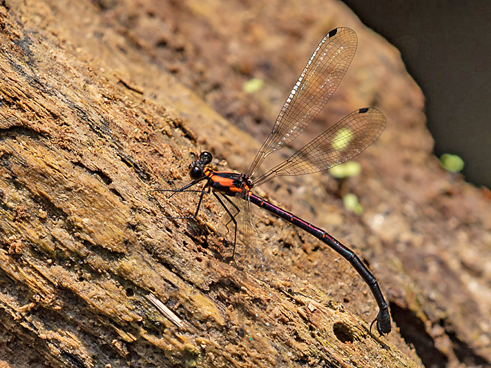 Austroargiolestes chrysoides ovip-2056.jpg