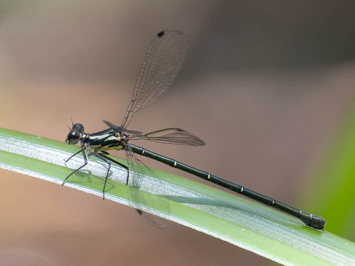 Austroargiolestes icteromelas female.jpg