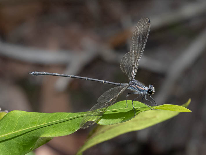 Austroargiolestes icteromelas male.jpg