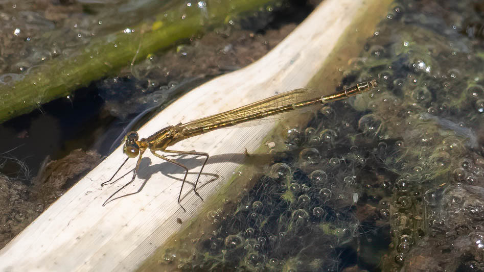 Austrocnemis splendida female.jpg