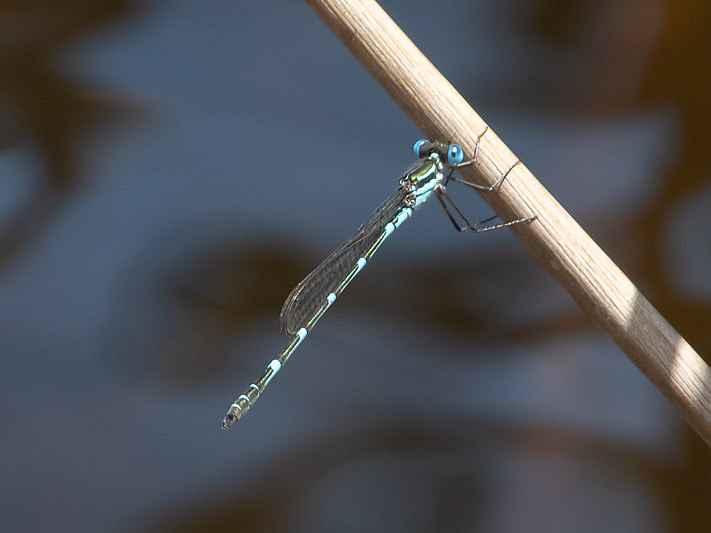 Austrolestes minjerriba male-2163.jpg