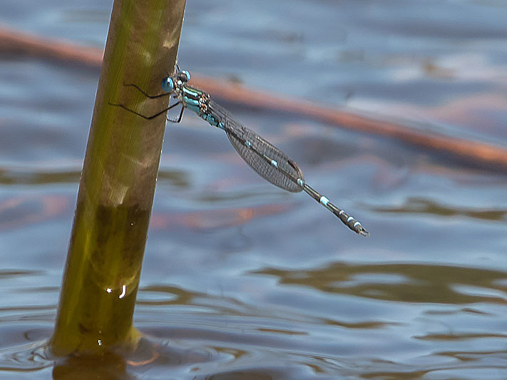 Austrolestes minjerriba male-2165.jpg