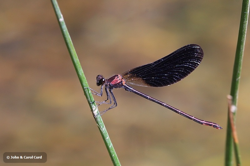 IMG_1668_Calopteryx_haemorrhoidalis.JPG