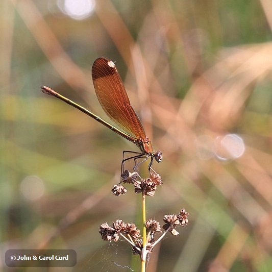 IMG_1675_Calopteryx_haemorrhoidalis.JPG