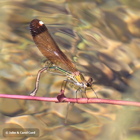 IMG_1693_Calopteryx_haemorrhoidalis.JPG