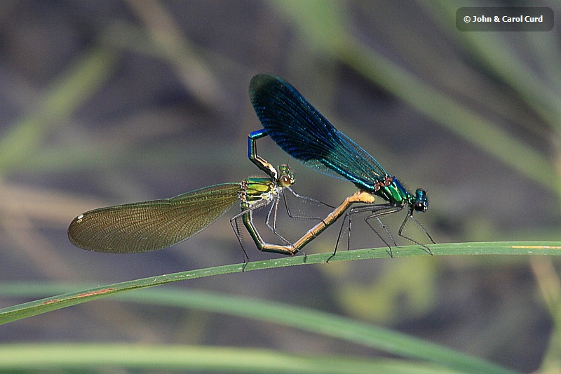 IMG_1686_Calopteryx_splendens.JPG