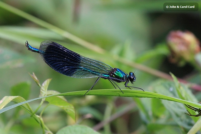 IMG_7384_Calopteryx_splendens.JPG