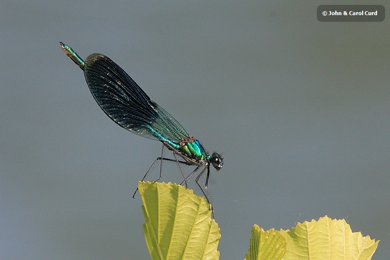 IMG_9678_Calopteryx_splendens.JPG