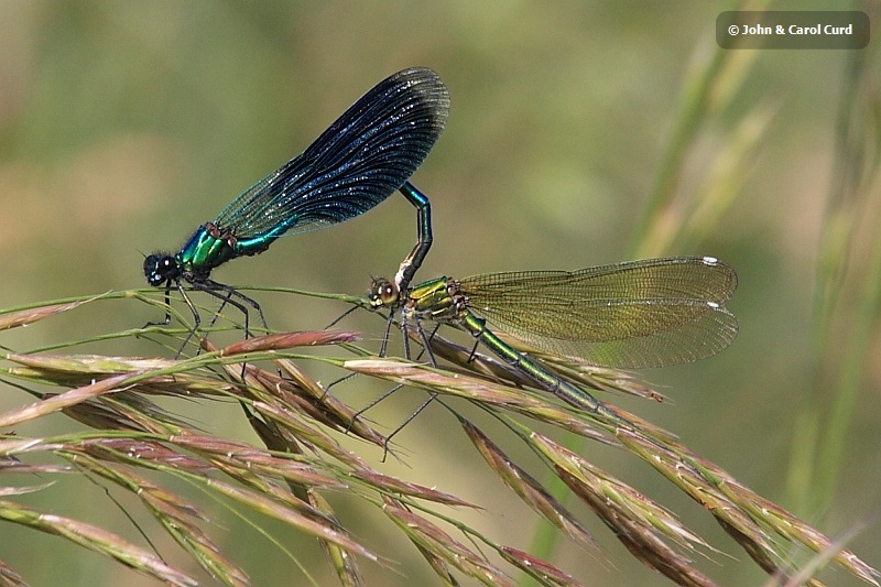 IMG_9803_Calopteryx_splendens.JPG