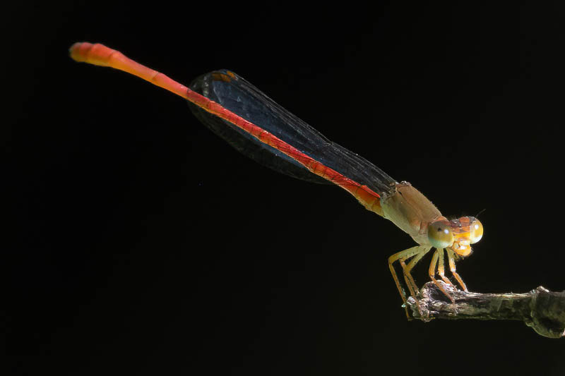 Ceriagrion aeruginosum male-.jpg