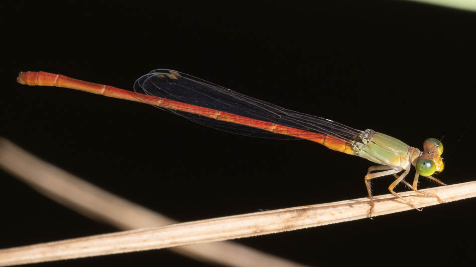 Ceriagrion aeruginosum male-220452.jpg