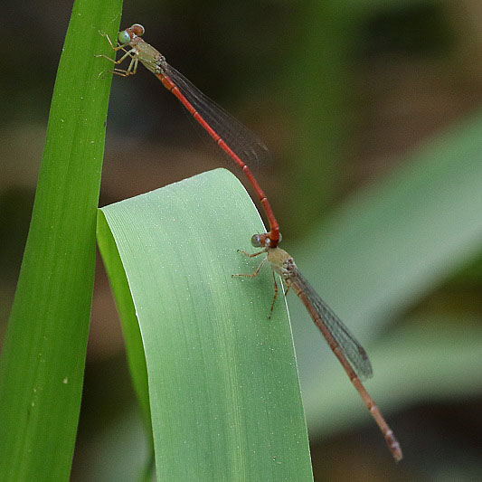 J19_2189 Ceriagrion aeruginosum tandem.JPG