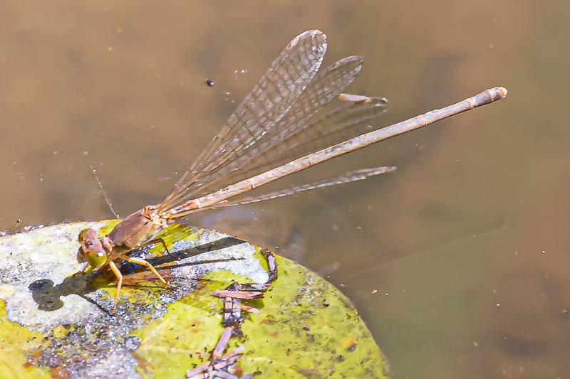 Ceriagrion glabrum female.jpg