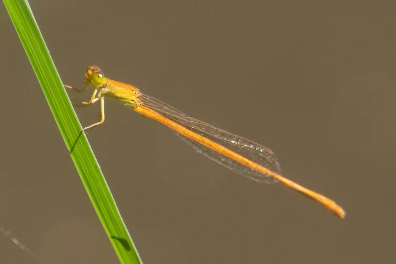 Ceriagrion glabrum male-2.jpg