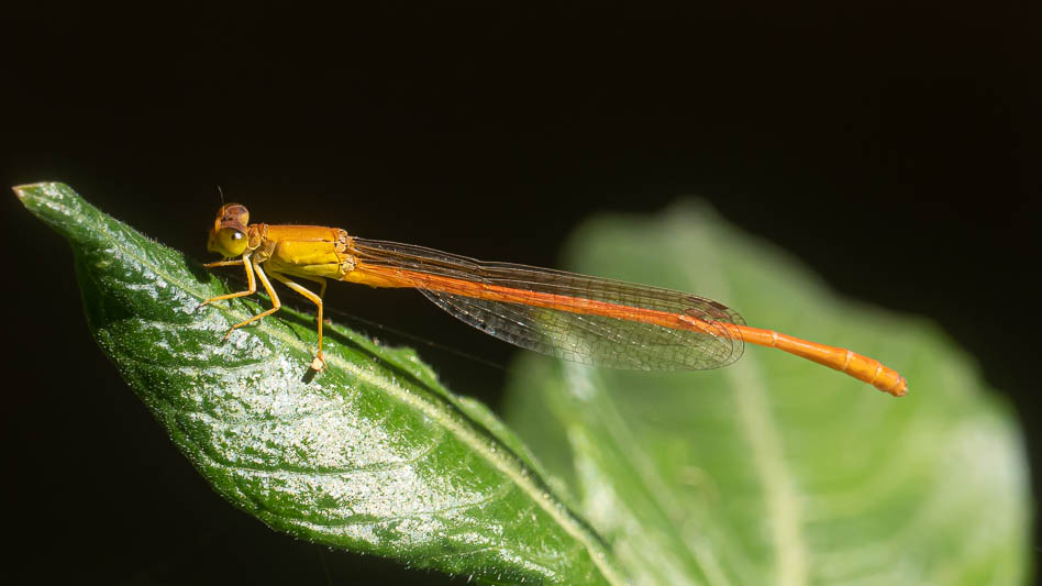 Ceriagrion glabrum male-225239.jpg