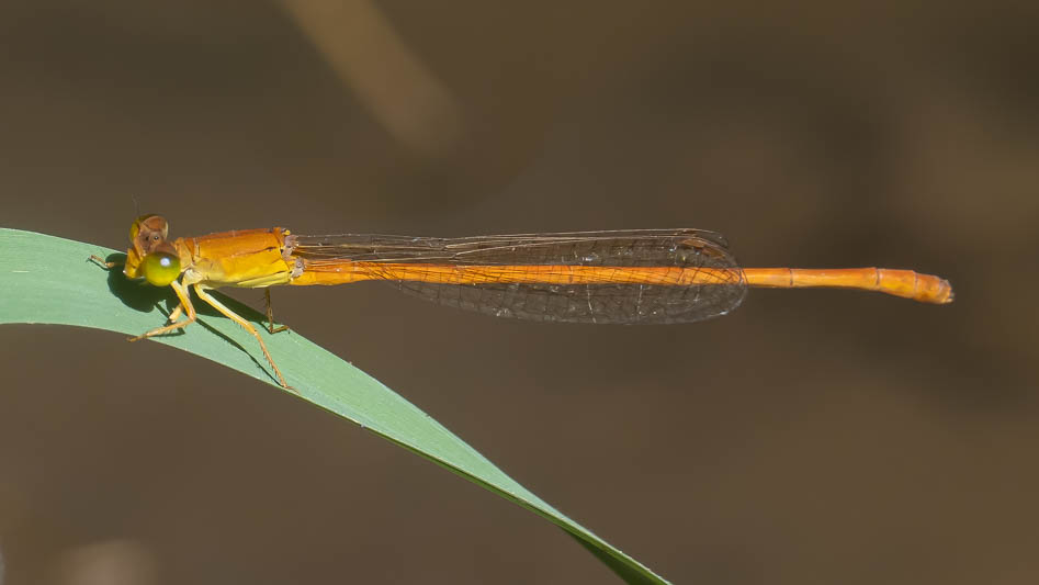 Ceriagrion glabrum male.jpg